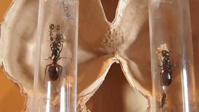 Camponotus Ligniperda ID