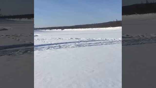 Охота на дикого северного оленя смотреть онлайн