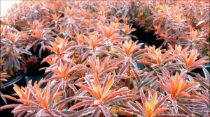 Best Perennials -Euphorbia 'Bonfire" (Cushion Spurge)