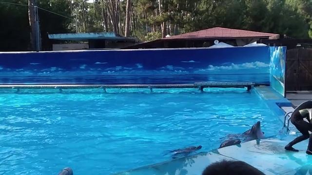 Дельфинарий в Пицунде Абхазия смотреть онлайн