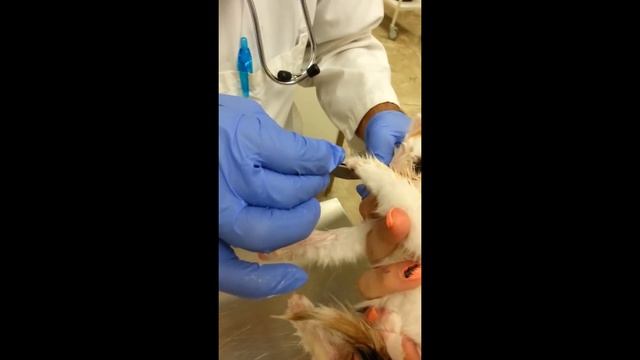 Amazing video of removing cuterebra from a kitten's neck смотреть онлайн