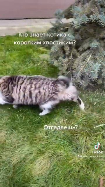 Короткий хвост. Угадай-ка смотреть онлайн