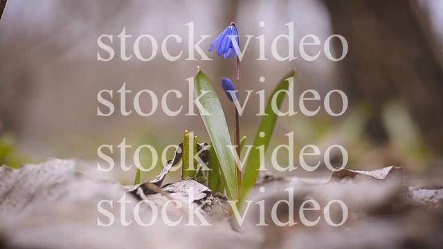Blue snowdrop spring flower close up смотреть онлайн