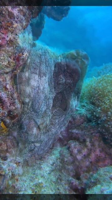 Giant Octopus In Maldives смотреть онлайн