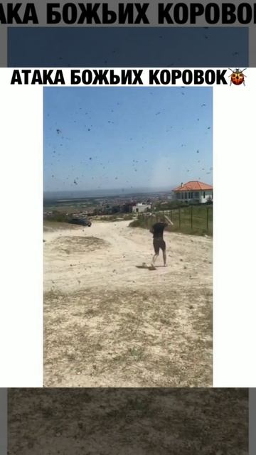 Атака божьих коровок смотреть онлайн