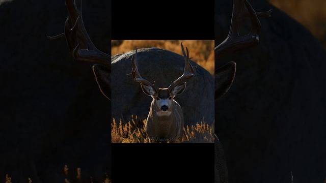 Some of my Wildlife Photography. #wildlife #wildlifephotography #nature #photography смотреть онлайн