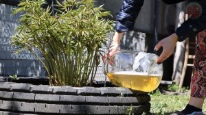 Пионы взорвутся пышными яркими шапками если вовремя подкормить этим  Подкормка для пионов весной