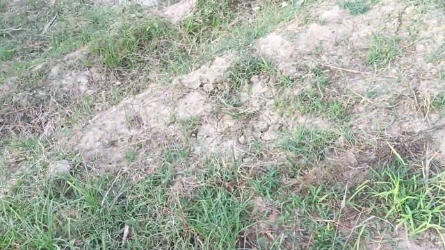 रंगीन किस्मों के आम देखिये मलिहाबाद की नर्सरी में / Rais Nursery Up Uttar Pradesh смотреть онлайн