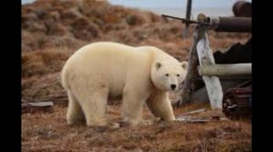 Что такое ТУНДРА? Холодное царство природы.