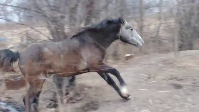 Ускакала в поле  Молодая лошадь