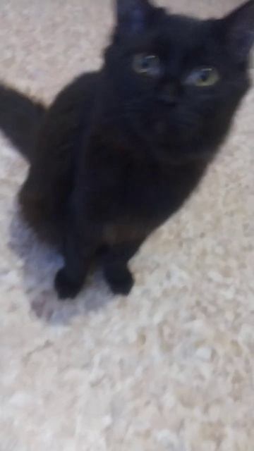 ДАВАЙ НАЙДЁМ МУЖА😻 смотреть онлайн