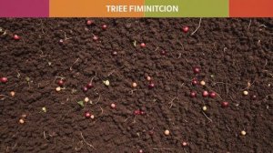 Как правильно сажать черешню осенью - Деревья