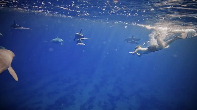 Hurghada Dolphin 🐬🐬 House; 2 Snorkeling, 1 Dolphin Stops And Lunch