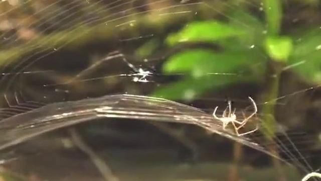 Spider Spinning a Web, Great Smoky Mountains смотреть онлайн