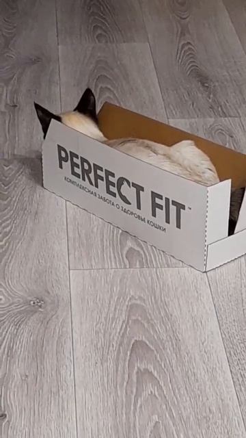 "Житель" PERFECT FIT #домашние #кошка #питомец #shorts #Для Души! смотреть онлайн