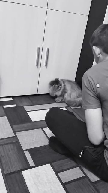 Злая кошка 🤣😉 смотреть онлайн