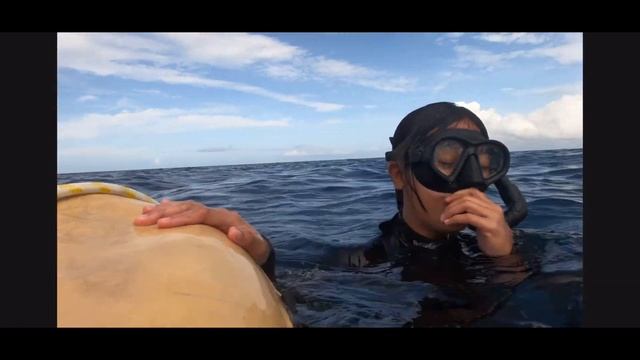 Fun dive and training at Kurma Freedive Camiguin смотреть онлайн