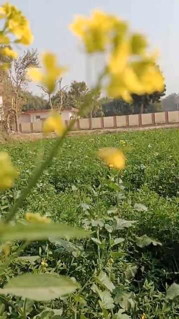 Mustard Plant with Flowering смотреть онлайн