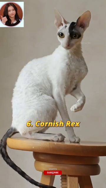Top 10 Most Beautiful Cat Breeds In The World #shorts #viral #top #trending смотреть онлайн