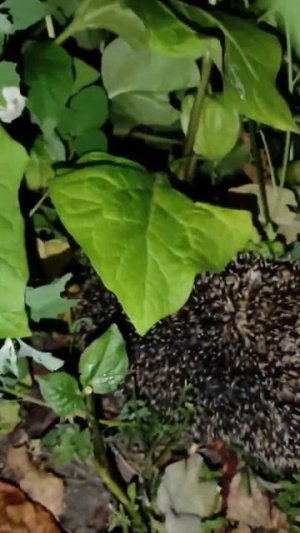 ✔ Лиса охотится на Ежа или Еж на лису #shorts #youtube #ёжик