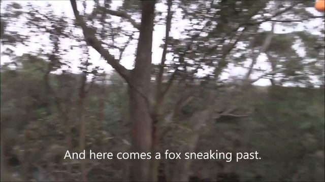 Driven Fox Hunt with Beretta Silver Pigeon 20g and Dachshunds Victoria 20/05/2018 смотреть онлайн