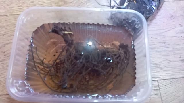 Я все таки еще их купила