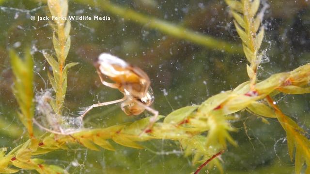 Backswimmer & Waterboatmen Underwater смотреть онлайн