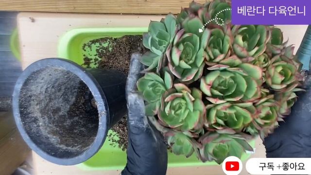 🇰🇷코리아다육~양진입니다(양진 대품군생) #succulent plant, #多肉植物#10월다육들#양진군생키우기 смотреть онлайн