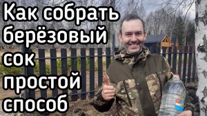 Как правильно собирать берёзовый сок,  простой способ 5 литров за 1 день.