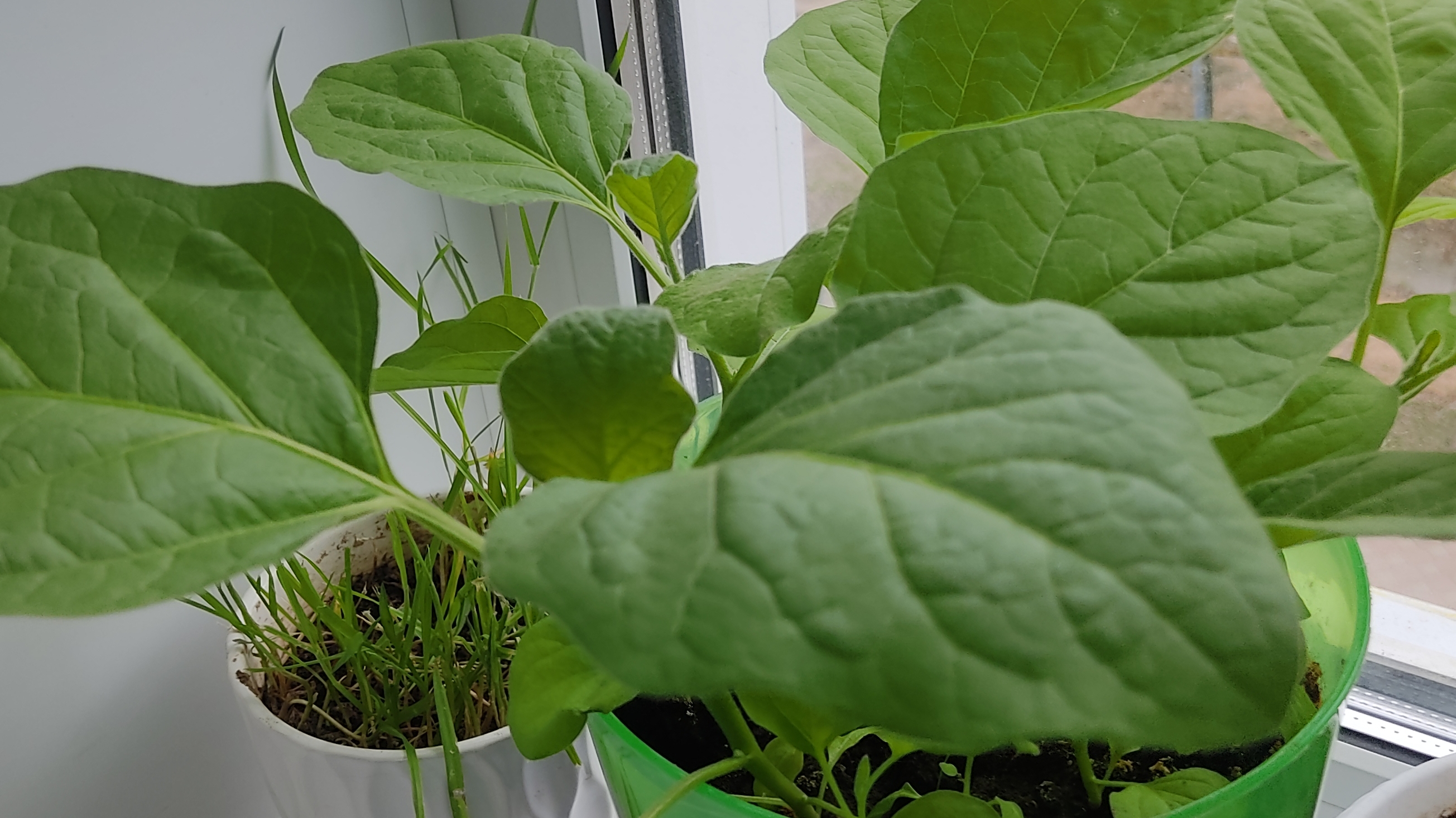 Моя рассада. Посеяла базилик с разными ароматами, брокколи. 22 апреля 2025 года смотреть онлайн