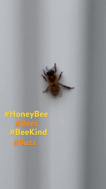 Dancing Honeybee #shorts #viral #trending #bee #honey #honeybee #nature #wildlife #blessed #sweet смотреть онлайн