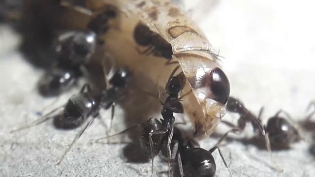 Lasius niger eats a halved Acheta domesticus смотреть онлайн