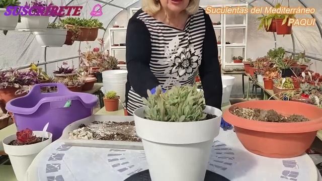 MIS AEONIUM PARTE 2 смотреть онлайн