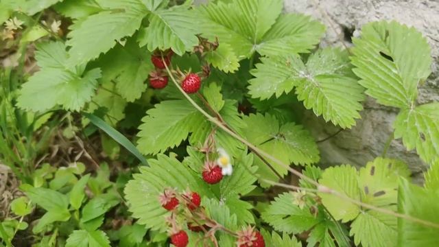 Ігор готує м'ясо з рисом на великі пательні смотреть онлайн