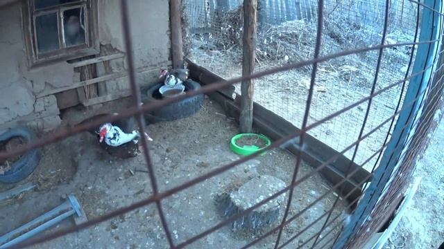 КУПИЛИ ДОМ В ДЕРЕВНЕ:Устроила слежку//Чеснок открыла//Умка ревнует Андрея к коту смотреть онлайн