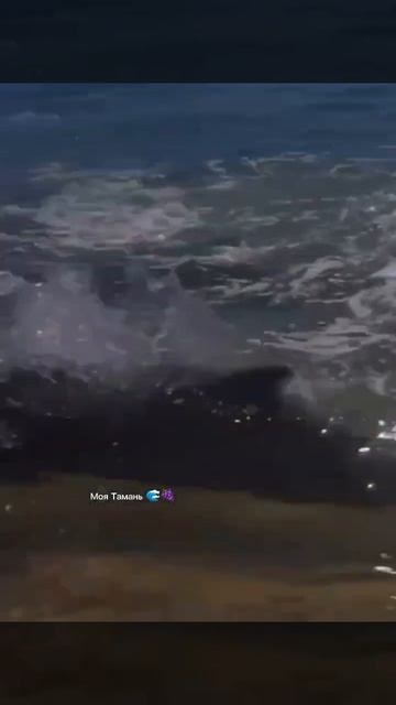 В станице Благовещенской на берегу Чёрного моря дельфины устроили настоящее представление #Тамань смотреть онлайн