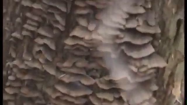 Трутовики волнистые в лесу Старые Батеки. смотреть онлайн