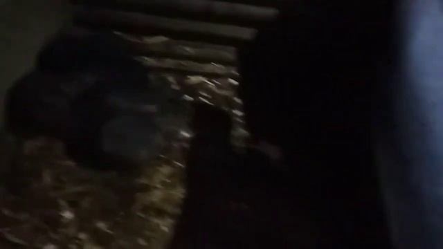 Будуємо вольєр (частина 3 ) Інструмент і матеріали для будівництва вольєрів ( кліток ) смотреть онлайн