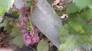 Сорт винограда Сюрприз Билаша - сезон 2015