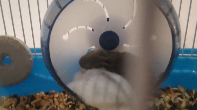 ОБЗОР НА ХАМЯКОВ: Джунгариков смотреть онлайн