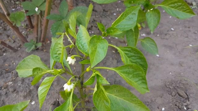 На грядках: Мои достижения/Болгарский перец смотреть онлайн