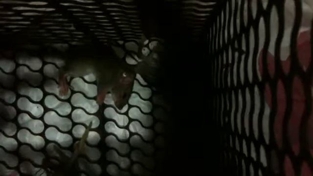 I caught u rats!!!!! смотреть онлайн