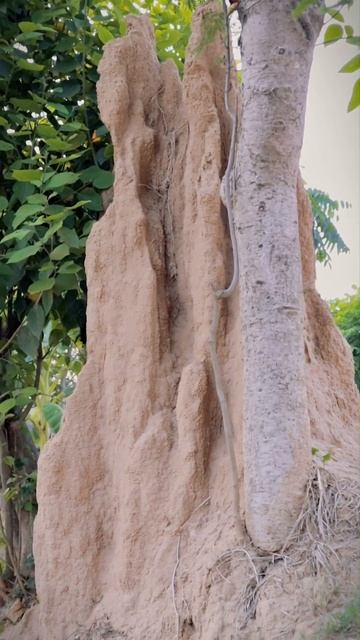 Burj khalifa vanda aglo tower re #nepalicomedy #shorts #termites смотреть онлайн