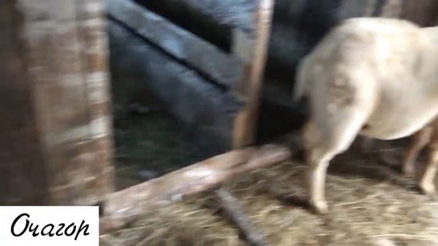 НА СТРОЙКУ ПРИШЕЛ МОЛОДОЙ ПЛОТНИК. ПОЛУЧИТСЯ ЛИ У НЕГО ВЫНЕСТИ МОЗГ? смотреть онлайн