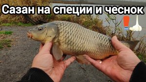 Рыбалка 2024  Ловлю сазанов на рыбные специи и чеснок Закрываю сезон открытой воды #fishing #рыбалка