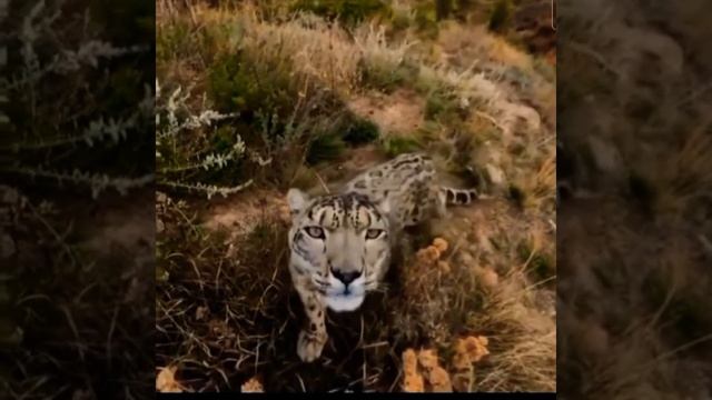 Snow leopard scenes face flip with cam#shorts #rare scenes смотреть онлайн