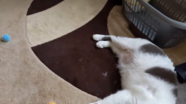 Rat and cat family in lockdown смотреть онлайн