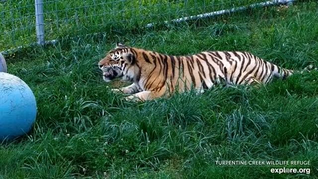 Jasmine enjoying the perfume on her toys at Turpentine Creek Wildlife Rescue. смотреть онлайн