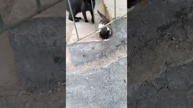 Мама кошка с котёнком.)) смотреть онлайн