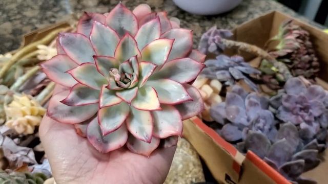 Succulent#korea#crested#aeonium#medusa #variegated Sen Đột Biến đẹp Liên Nguyên USA 12/02/22